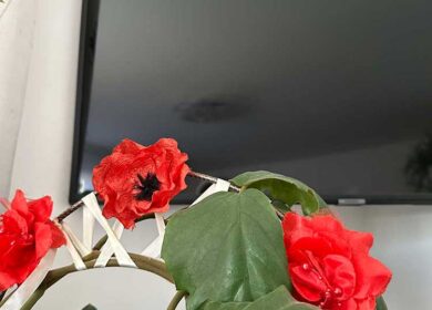 Шкодую, що вибір припав на Віку, а не на Аню. Це два абсолютно різні світи, як день і ніч. З Анею моє життя було б зовсім іншим — спокійним і впорядкованим, а в домі панував би порядок і затишок!