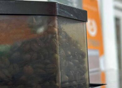 Свекр вже давно має іншу жінку за кордоном, і це давно відомо всім. Він навідується додому лише раз на рік під час зимових свят і інколи пересилає гроші. Виглядає так, ніби він веде життя на дві родини