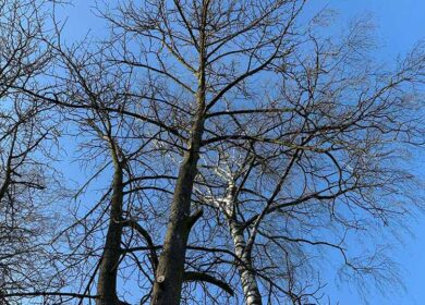 Ігор повідомив Світлані, що прийняв рішення розлучитися. Вона не здивувалася і лише тихо сказала: — Ми дійсно віддалилися один від одного. Після цього вона продовжила готувати вечерю, а Ігор мовчки сів за стіл. Після вечері чоловік пішов у спальню і ліг спати, але не міг позбутися відчуття, що щось змінилося в його житті. Світлана залишалася на кухні, занурена у свої думки. Коли Ігор прокинувся вночі, він помітив, що дружина все ще сидить за письмовим столом і щось пише. Він не став запитувати, вирішив, що краще залишити її наодинці з думками. Наступного ранку, Світлана тихо підійшла до нього і простягнула кілька аркушів паперу. — Ознайомся, — сказала вона. Ігор, з подивом взявши листки, запитав: — Що це? — Якщо ти дійсно хочеш розлучення, я маю кілька умов, — відповіла Світлана. Ігор глянув на те, що написала дружина, і його очі розширилися від здивування