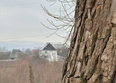 Валерій повернувся додому пізно ввечері, зайшов на кухню і одразу помітив вечерю, що стояла на столі. Світлана, помітивши його напружений вигляд, зацікавлено подивилася на нього. – Коханий, що сталося? – запитала вона, побачивши його схвильоване обличчя. Чоловік мовчав, ніби намагаючись знайти слова. – Валерій, ти виглядаєш, як після важкого бою, – сказала вона, не приховуючи хвилювання. Тоді чоловік раптом повернувся до неї і запитав: – Ти давно розмовляла з моєю мамою? – Минулого тижня, – відповіла Світлана, збентежена. – Чудово, – проказав Валерій з холодним тоном. – Наступного разу, коли будеш з нею говорити, май на увазі, що вона може тобі дещо розповісти про мене, але краще їй не вір. Світлана була приголомшена: – Що ти маєш на увазі? Про що ти говориш? Але навіть уявити не могла, що ось-ось її чекає розкриття таємниці, яка переверне все її уявлення про чоловіка