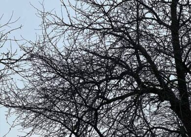 Взявши лопату та тачку, Ніна пішла до сусідів, щоб позбирати яблука з їхнього саду. Сьогодні Ганна – її сусідка, вирушила до доньки в місто, тож яблука більше не були їй потрібні.– Ого, який урожай! – здивовано вигукнула Ніна, побачивши на землі червоні й жовті яблука. – Як вродили!Жінка швидко взялася до роботи, і за півгодини тачка вже була майже повна. Втомившись, Ніна вирішила перепочити, але раптом побачила, як до воріт наближається незнайома жінка. Ніна приглянулась і залишилася завмерла від подиву.